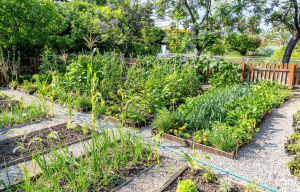 Entretien et nettoyage jardin printemps