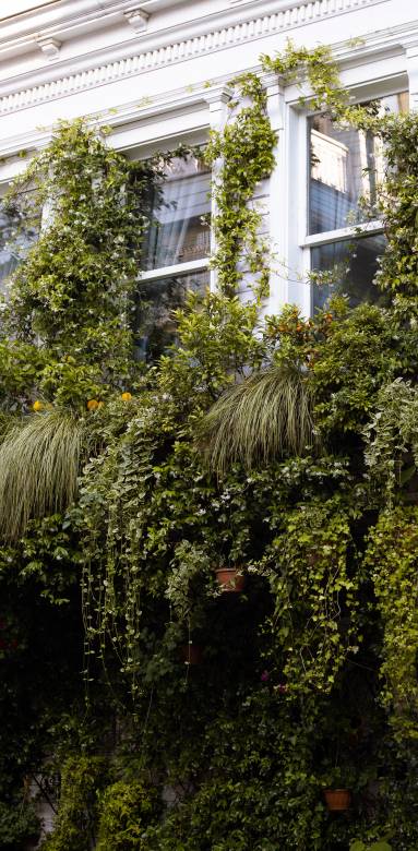 végétalisation façade savoie