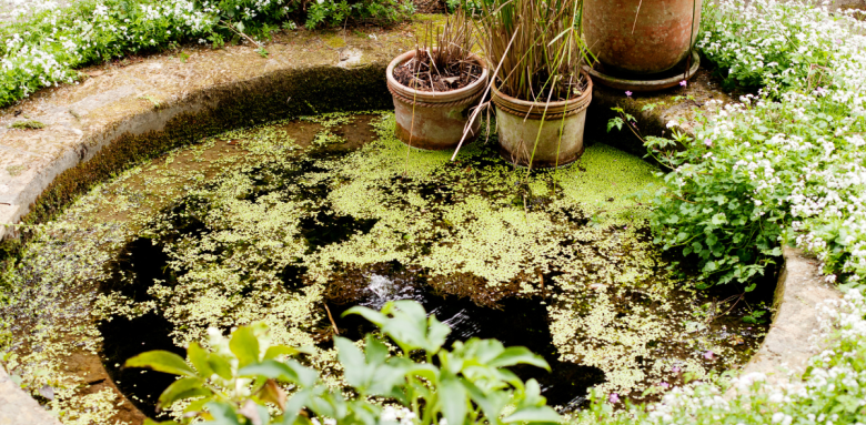 astuces bassin agrément