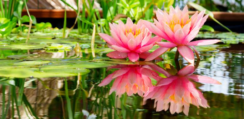 Créer une oasis dans son jardin.