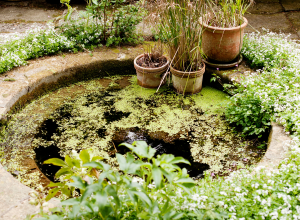 astuces bassin agrément