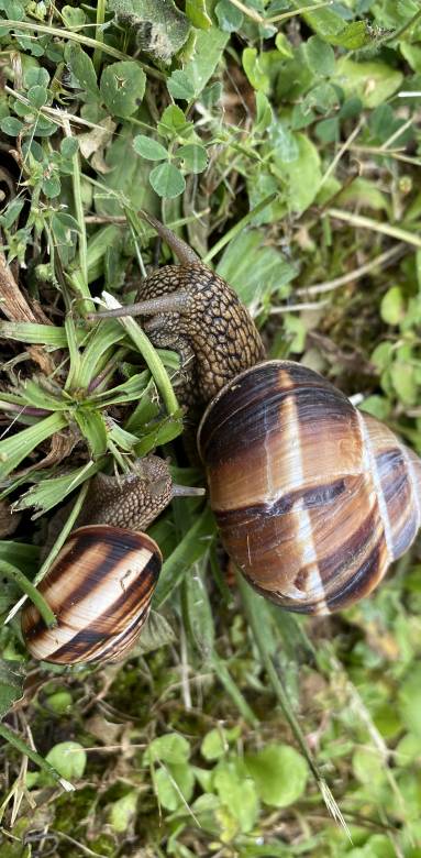 Bien aménager votre jardin avec la Maison des Travaux de l'Isle-Adam