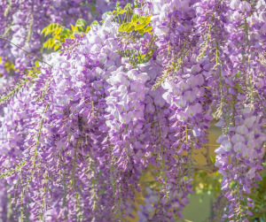 Glycine