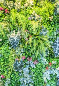 Mur végétalisé extérieur - Valence 26