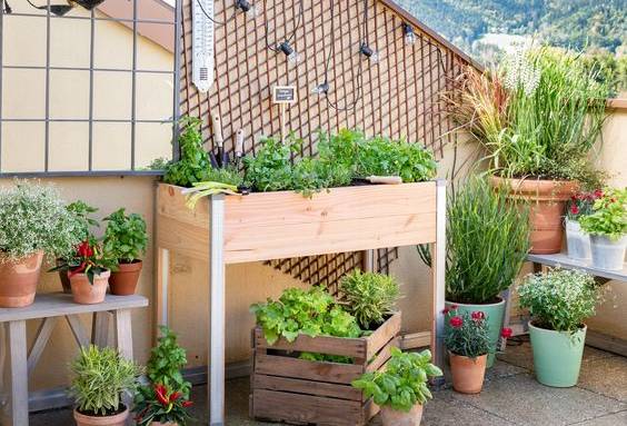 Idées d'aménagement de cultures de fruits et légumes sur un balcon