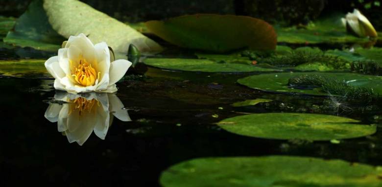 Aménager un bassin de jardin