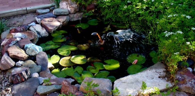 bassin luxuriant, rustique et naturel