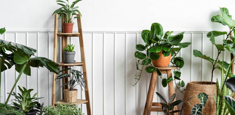 Plantes d'intérieur - Cholet 49