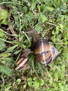 Bien aménager votre jardin avec la Maison des Travaux de l'Isle-Adam