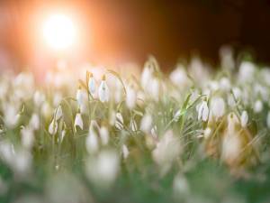 Préparez votre maison pour le printemps 