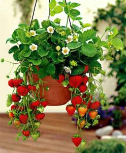 Suspension de fraisier pour un balcon