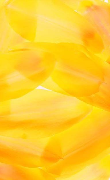 Coloris jaune