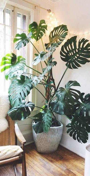 Astuces décoration intérieure - plante ornementale - Bouc-Bel-Air 13