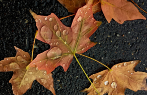 travaux maison automne balma toulouse