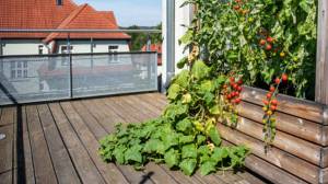 Un potager sur votre balcon ! Domjean 50420