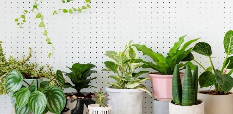 Assortiment de plantes d'intérieur en pots - Cholet 49