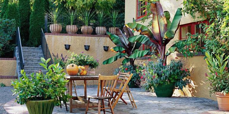 Terrasse plantes