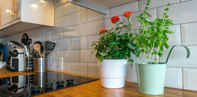 Plantes cuisine Noisy-le-Grand