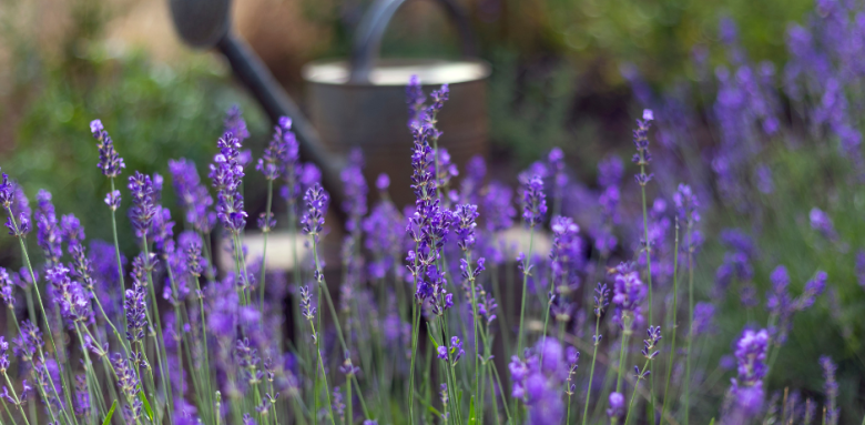 Lavande, fleur aux couleurs tendance 2023