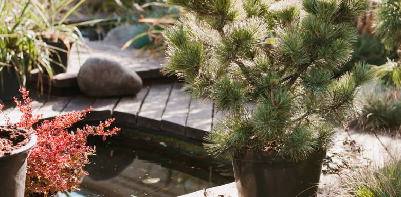 Bassin de jardin
