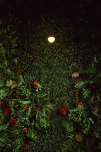 Mur végétal pour votre patio