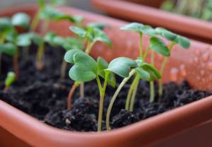Créer un potager sur son balcon