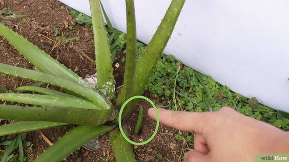 Image d'un rejet de la plante