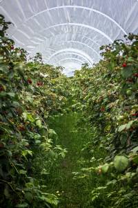 Serre de jardin