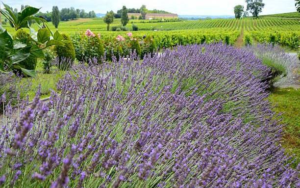 Lavandes travaux Vaucluse 