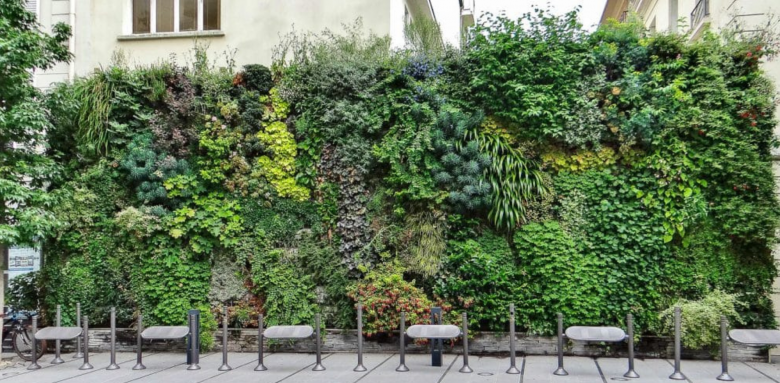 Créer un mur végétal