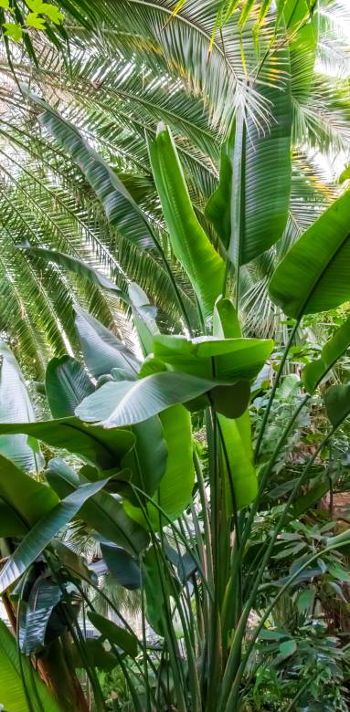 Création d'une oasis dans le jardin - Nantes 44