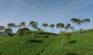Jardin en pente