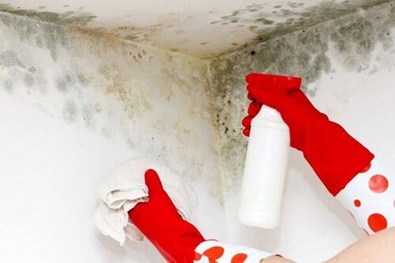 Moisissures au plafond et murs