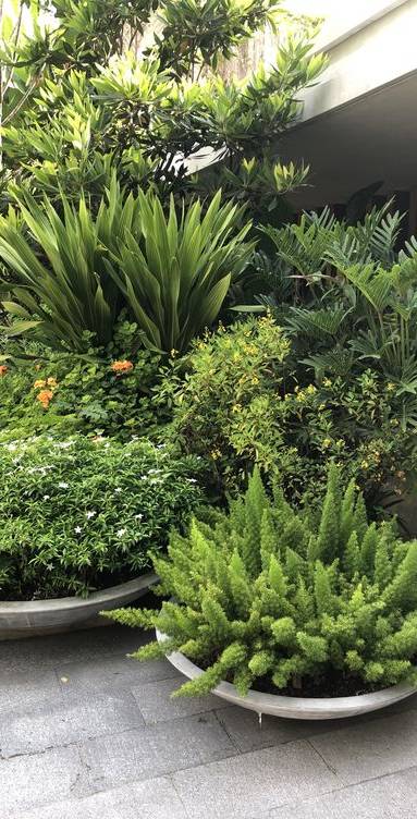 Plantes vertrs