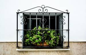 Plante Dax-sud-Landes