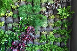 Mur végétal