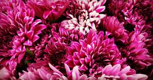 Couleur de l'année Very Magenta