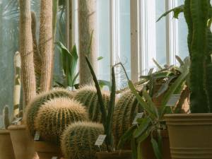 5 raisons pour adopter une pergola