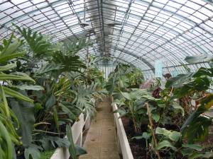 Restauration d’une serre de jardin