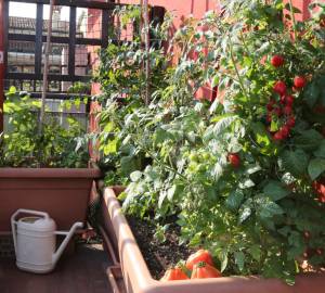 Idée d'aménagement d'un potager sur votre balcon