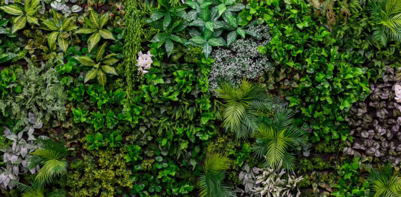 Mur végétal Saint-Quentin