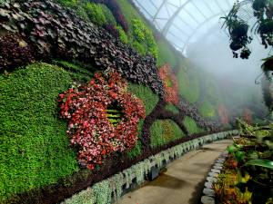 Créer un mur végétal dans son jardin 