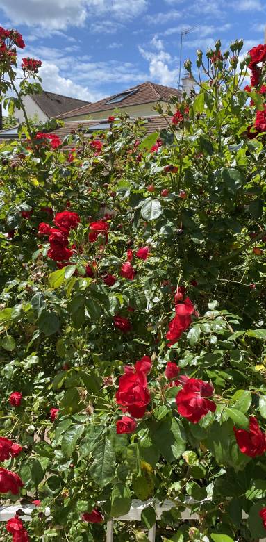 Comment optimiser votre jardin dans les Hauts-de-Seine (92)