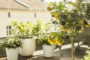 Aménager son balcon 