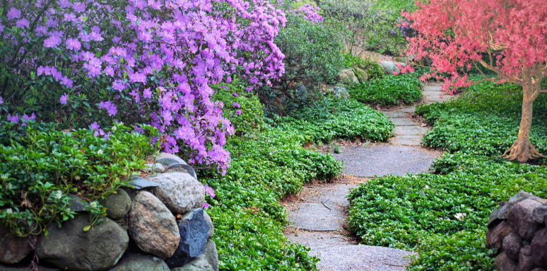 allée de jardin mixte pavage et végétalisée