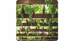 5 raisons d’installer une pergola – La Maison Des Travaux de Cherbourg