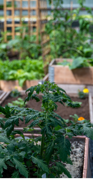 Le Potager