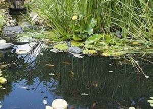 bassin jardin