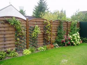 Clôture bois végétalisée