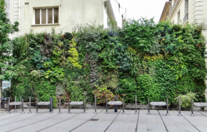 Créer un mur végétal